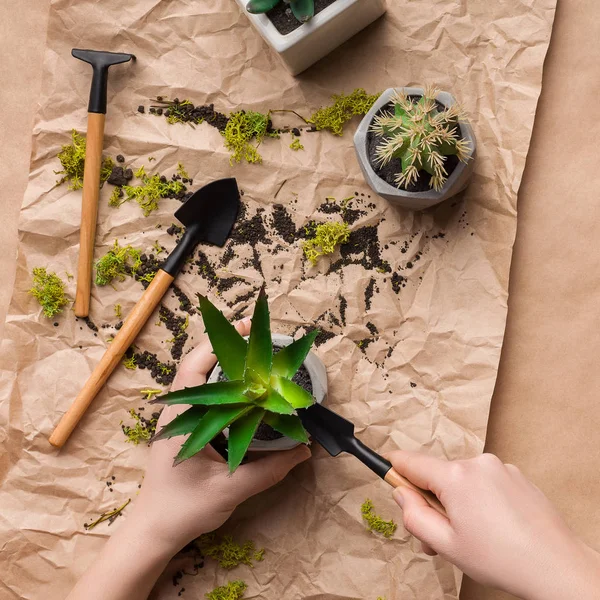 Woman planting succulents in pots on craft paper — Stock Photo, Image