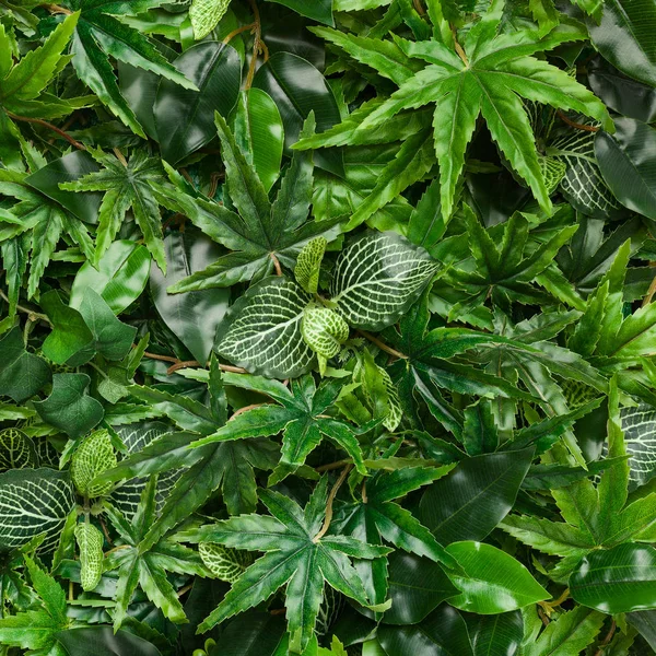 Boîte à fleurs décorative avec cannabis, vue sur le dessus, gros plan — Photo