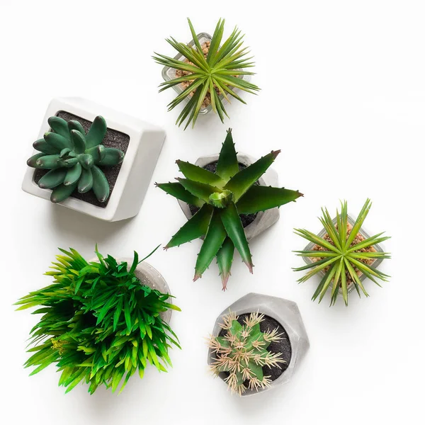 Beyaz üzerine izole tenceremini yapay sulu bitkiler