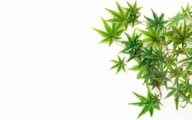 Dekoratif kenevir beyaz arka plan üzerinde izole yaprakları