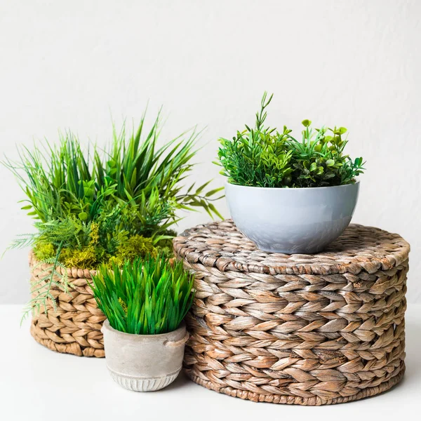 Artificial grassy plants in pots on wicker boxes over light wall — Stock Photo, Image