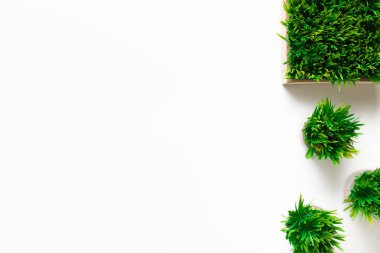 Beyaz arka planda çeşitli tencerelerde çimenli bitkiler