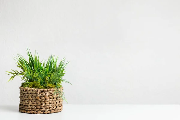 Plantă de iarbă în răchită diy flowerpot peste perete gri — Fotografie, imagine de stoc