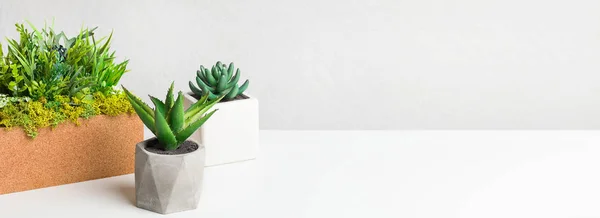 Various decorative plants in different pots on table