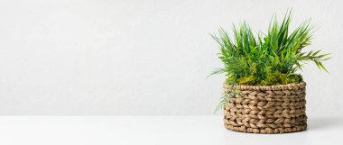 Gri duvar üzerinde diy saksı dekoratif çimenli bitki