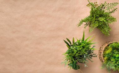 Tencere farklı dökmeyen bitkiler, üst görünüm