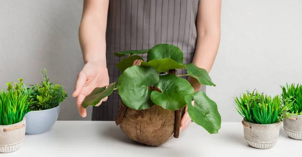 Jardinero cuidando varias plantas de interior en macetas, cosecha —  Fotos de Stock