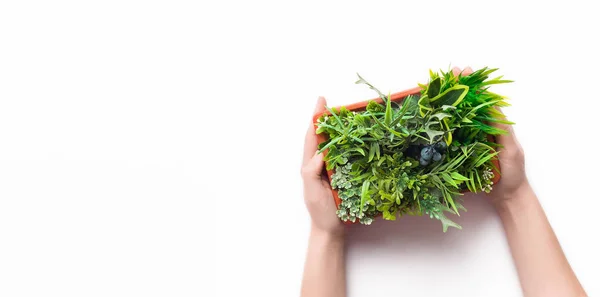 Vrouw met groenblijvende plant in pot op witte achtergrond — Stockfoto