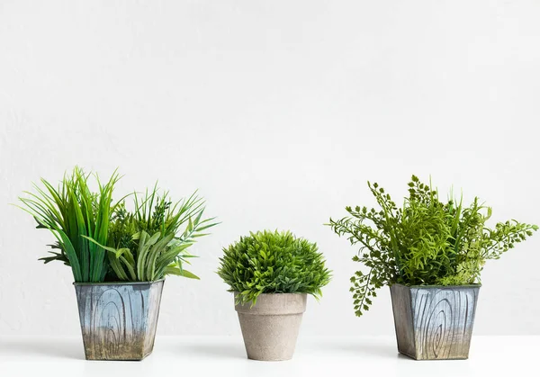 Plantes d'intérieur herbeuses décoratives contre le mur gris, cultures — Photo