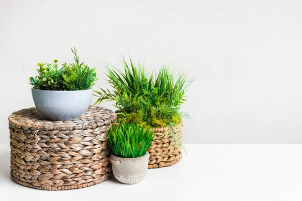 Kleine sierplanten in verschillende potten over lichte muur — Stockfoto