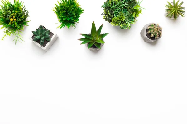 Beyaz arka plan üzerinde tencere çeşitli dekoratif sulu bitkiler — Stok fotoğraf