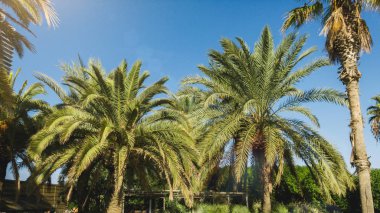 Güneşli Barselona'da mavi gökyüzüne karşı palmiye ağaçları