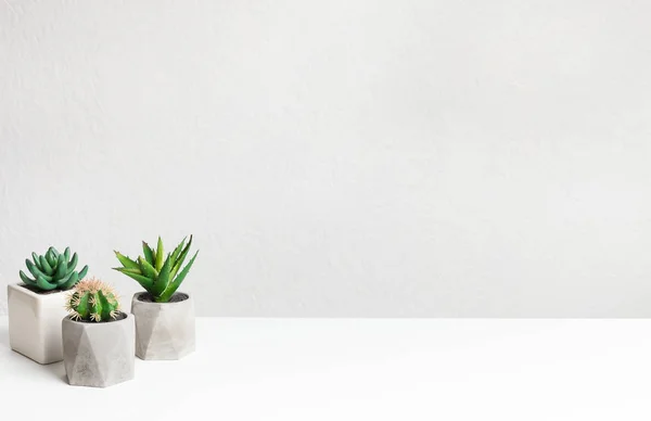 Pequeñas plantas de cactus en macetas sobre mesa sobre pared gris —  Fotos de Stock