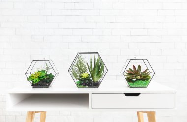 Florarium vazolarda sulu bitkiler