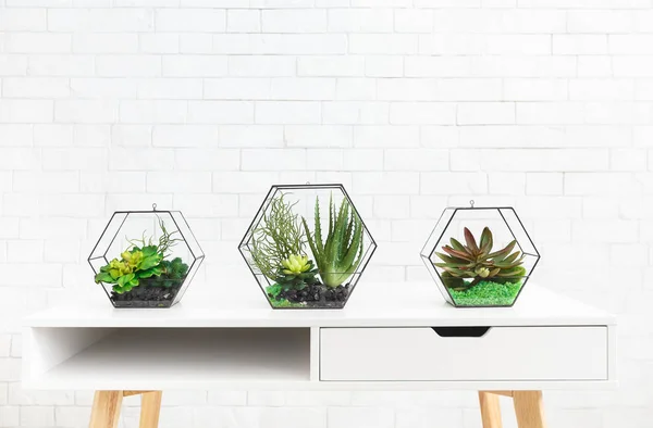 Plantas suculentas em vasos de florário — Fotografia de Stock