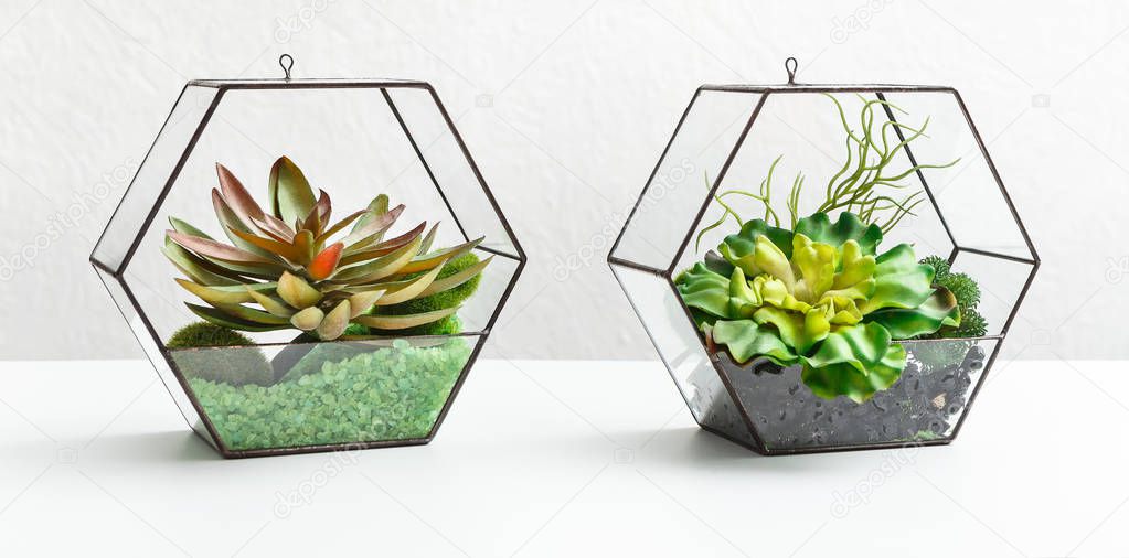 Succulent plants in two florariums