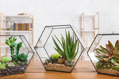 Tabloda florarium vazolarda sulu bitkiler
