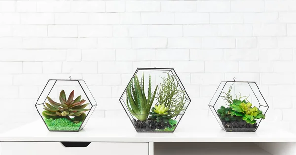 Plantas suculentas em vasos de florário — Fotografia de Stock