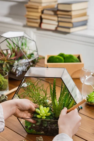 Woman making florarium — Stock Photo, Image