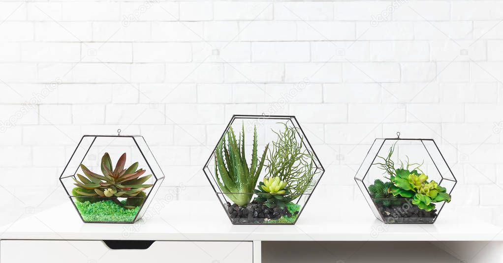 Succulent plants in florarium vases