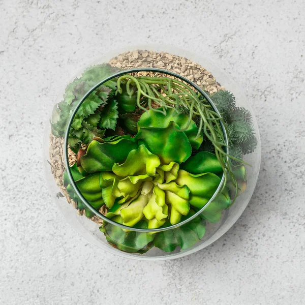 Succulents ile Florarium
