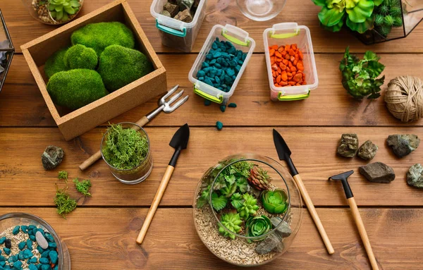 Florarium, plants, moss stones and tools on table — Stock Photo, Image