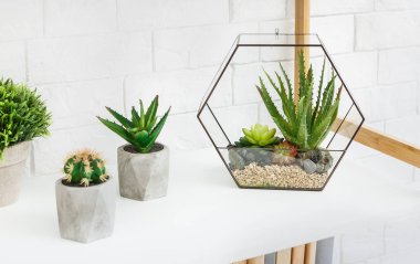 Rafta tencere içinde etli bitkiler ve kaktüsler ile florarium vazo.