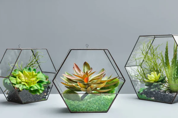 Home mini garden concept, with copy space — Stock Photo, Image