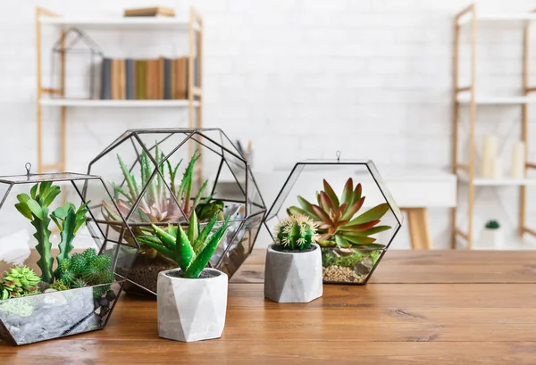 Indoor plants in pots and florariums. House plants in interior concept. — Stock Photo, Image