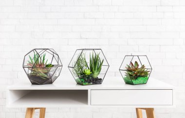 Üç geometrik florarium vazoda sulu bitkiler