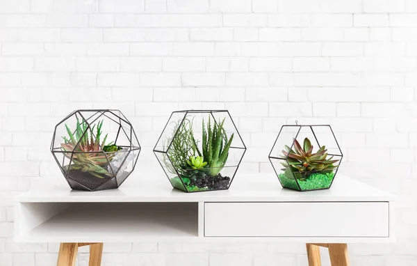 Plantas suculentas em três vasos geométricos de florário — Fotografia de Stock
