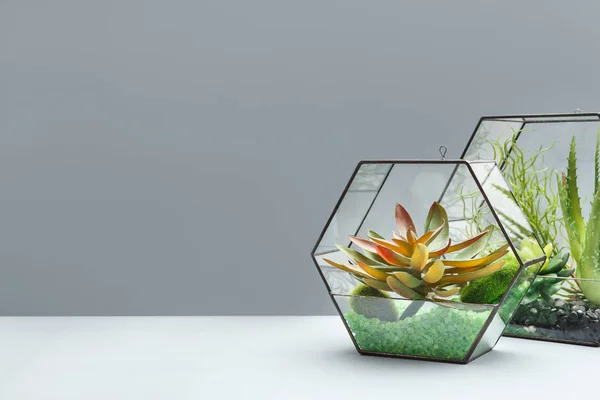 Hem mini suckulent trädgård koncept, kopiera utrymme — Stockfoto