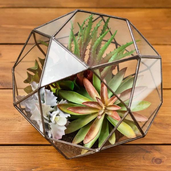 Mini suckulent trädgård Concept — Stockfoto