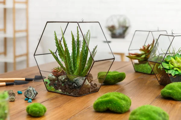 Florarium vases with plants and moss stones on table. — Stock Photo, Image