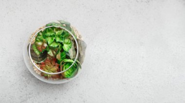 Ev mini bahçe konsepti, üst görünüm, kopyalama alanı