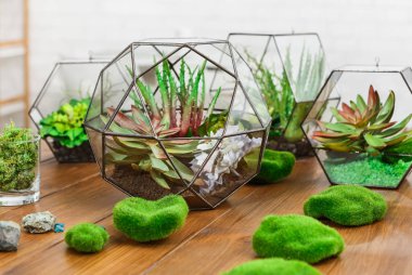 Masada bitki ve yosun taşlı florarium vazolar.
