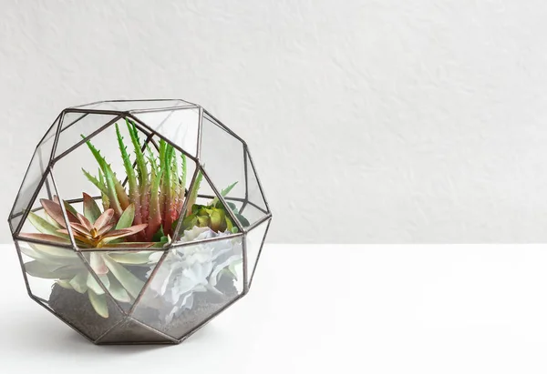 Succulent garden in glass florarium, copy space. — Stock Photo, Image