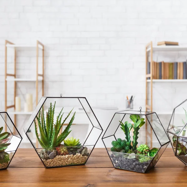 Succulent plants in florarium vases on table — Stock Photo, Image