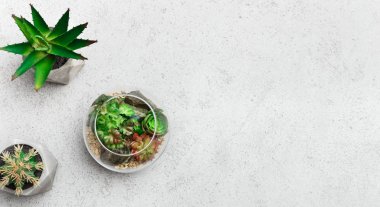 Yeşil ev dekor konsepti, üst görünüm, kopyalama alanı