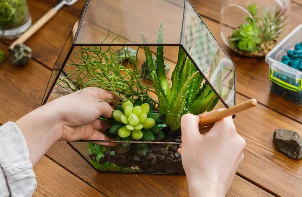 Woman transplanting plants in florarium. Home gardening concept — Stock Photo, Image