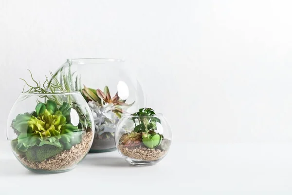 Home indoor green plants concept, copy space — Stock Photo, Image
