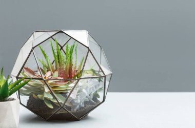 Cam florarium mini bahçe, kopya alanı.
