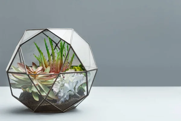 Mini garden in glass florarium, copy space.