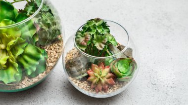 Beton arka plan üzerinde sulu bitkiler ile cam florarium vazolar