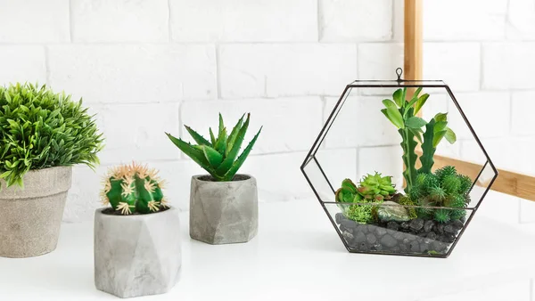 Florarium vase with succulent plants and cactuses in pots on shelf. — Stock Photo, Image