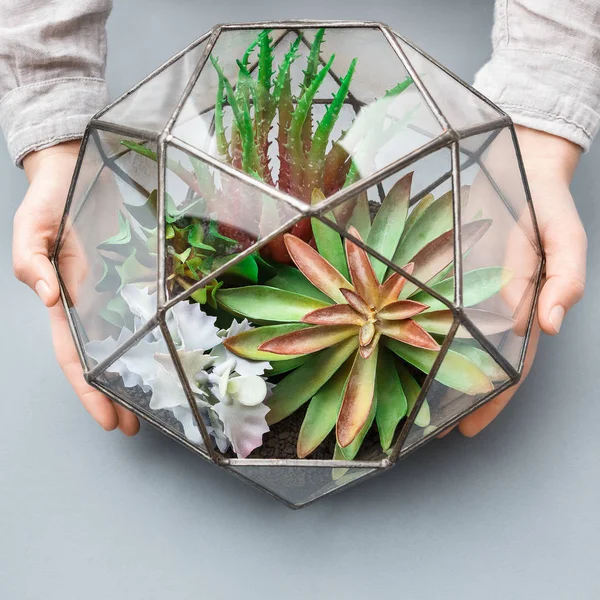 House plants in florarium. Mini garden concept, top view — Stock Photo, Image