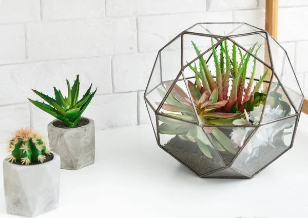 Florarium vase with succulent plants and cactuses in pots on rack. — Stock Photo, Image