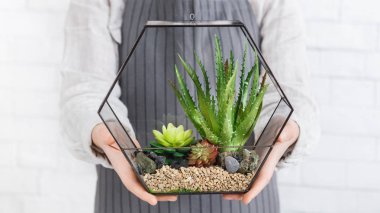 Florarium'daki bitkiler. Mini ev yeşillik konsepti