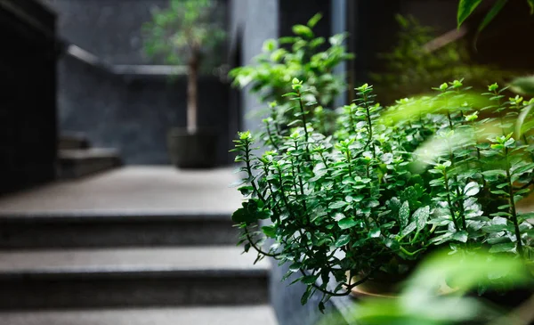 현대 카페 인테리어에 대 한 냄비에 자연 녹색 식물과 나무 — 스톡 사진