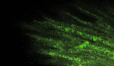 Yeşil holi tozu siyah arka plan üzerine splatted